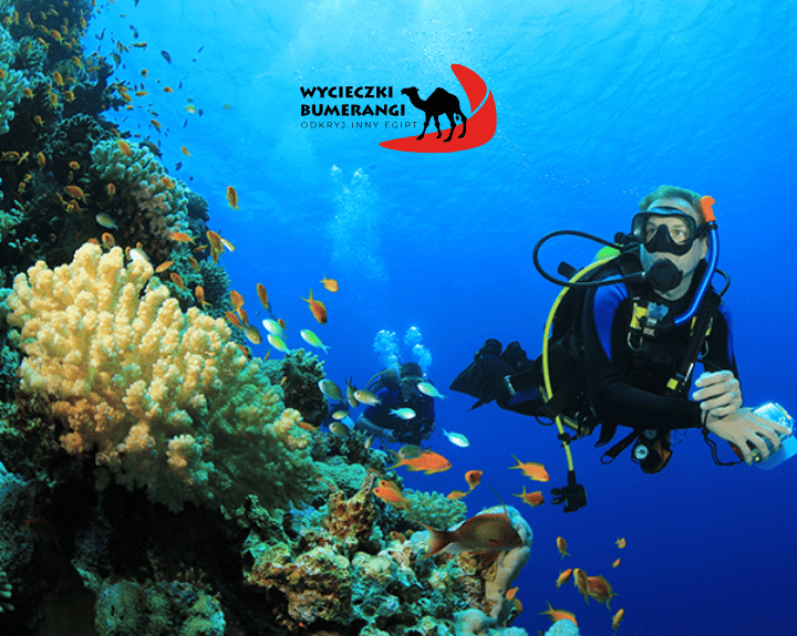 Red Sea Marine Life Guide: Fish, Corals & Biodiversity